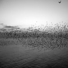 Eduardoizquierdo -  CC by