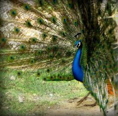 Hamed Saber - CC by