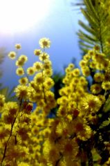 Pasotraspaso - CC by