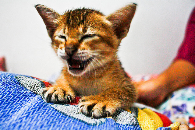 Sham Hardy - CC by-sa Sham Hardy - CC by-sa