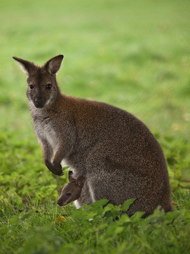 wallaby avec bébé dans sa poche
