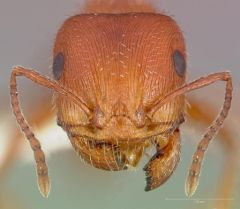 AntWeb - CC by-sa