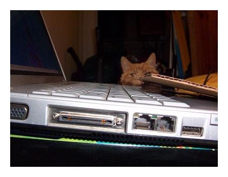 The Agreeable Cat The Agreeable Cat