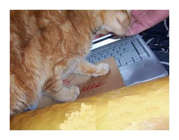 The Agreeable Cat The Agreeable Cat