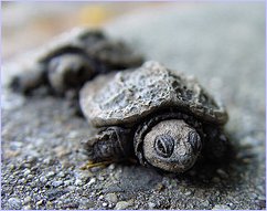 March of the Baby Turtles - Clearly Ambiguous - CC-BY