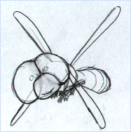 libellule croquis 1 johann dreo