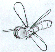libellule croquis 2 johann dreo