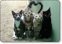 Got milk? - OLD SKOOL Cora - CC-By-Nc-Sa